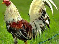 sabong manok panabong png|900+ Game fowl / Manok Panabong ideas .